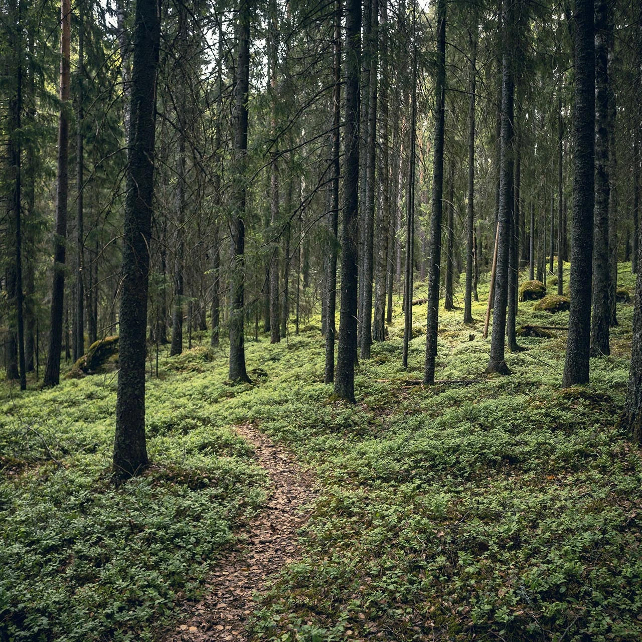 Hämeen Ilvesreittiä Liesjärven kansallispuistossa