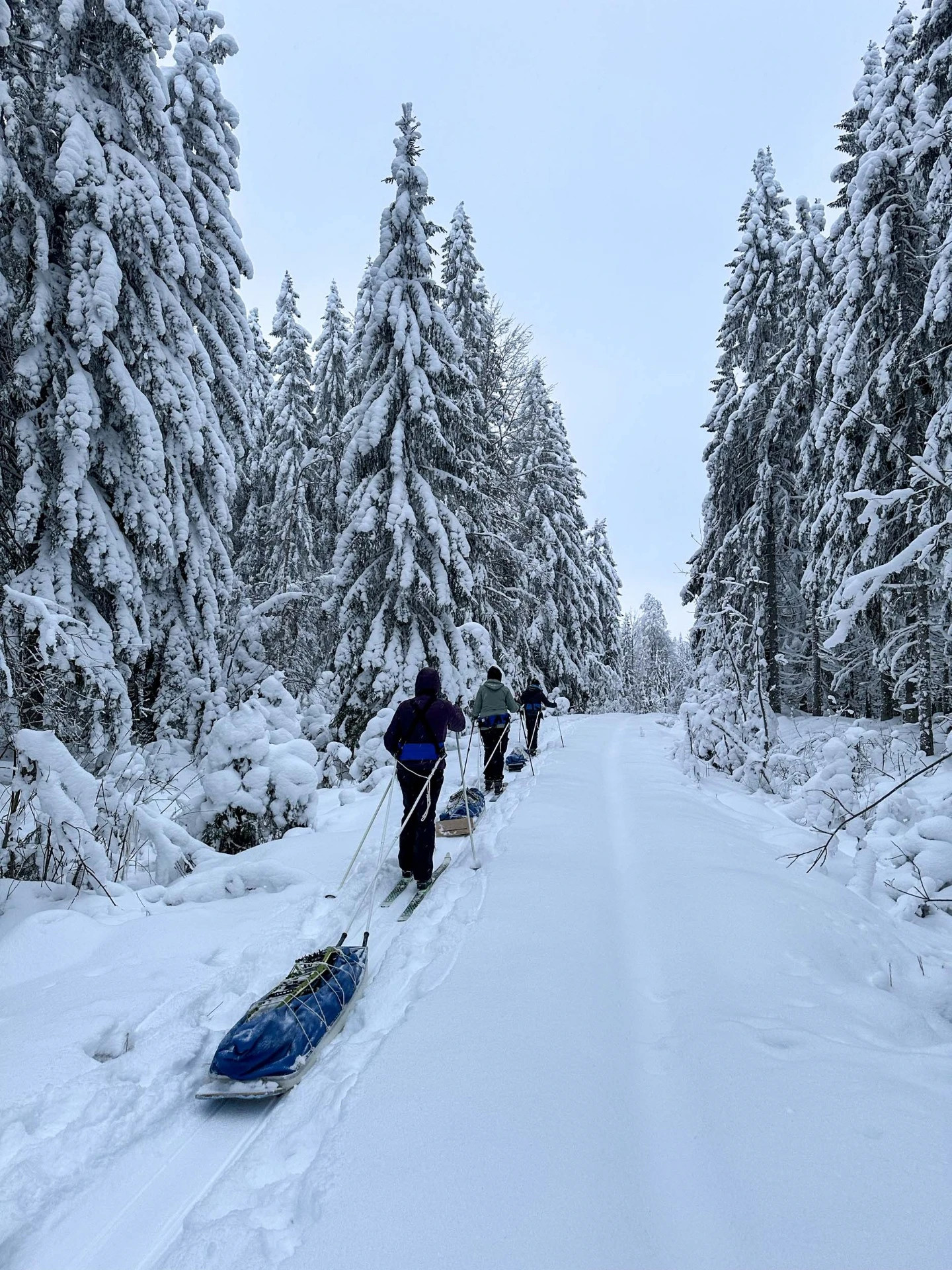 Talvivaellus Kolilla