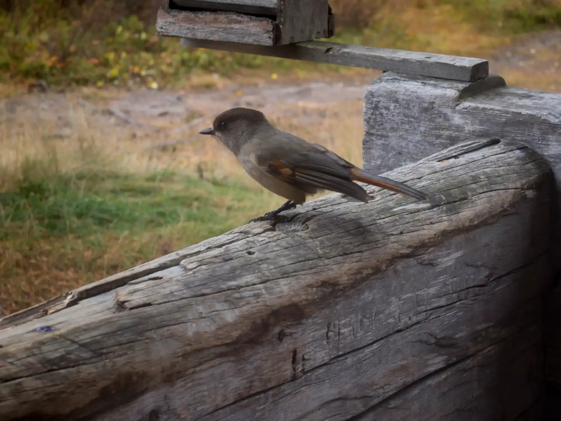 Unglückshäher an der Hetta-Pallas-Route sind eher ein Glücksfall, denn sie essen sogar von der Hand.