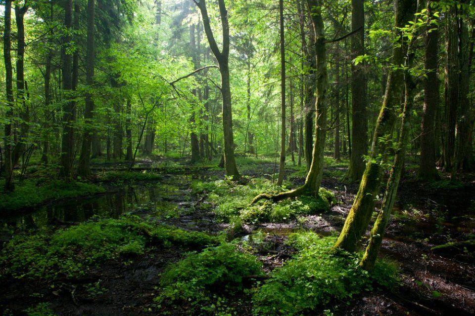 Kuvassa Bialowiecan metsää