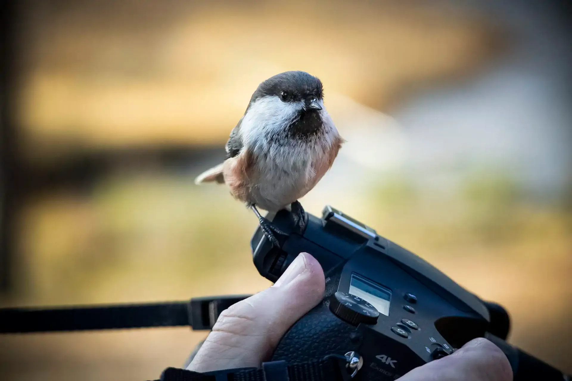 Lapplandmeise in Kiilopää