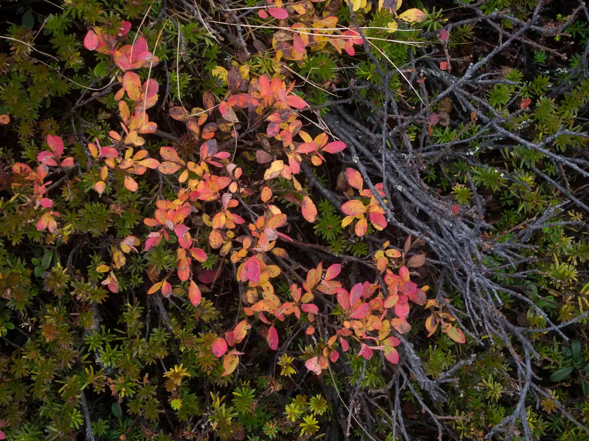 Autumn colours on the Hetta–Pallas hiking route